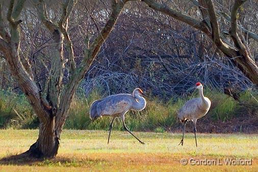 Sandhill Cranes_33368.jpg - Sandhill Cranes (Grus canadensis) photographed along the Gulf coast near Port Lavaca, Texas, USA.